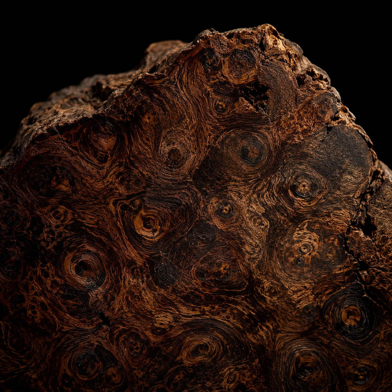 Ancient Thuya Burl Root